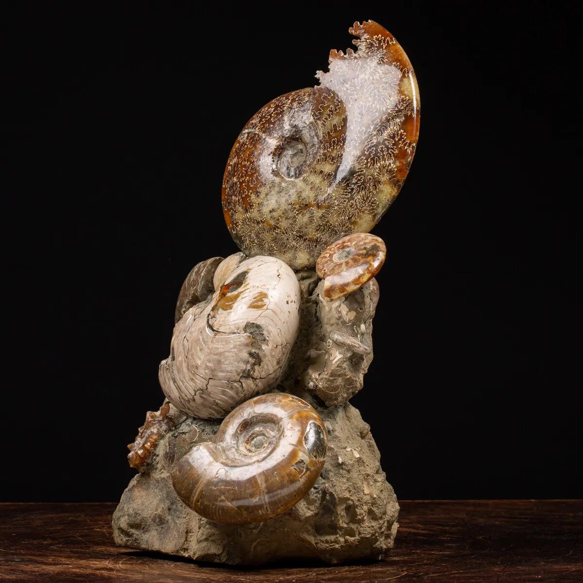 Gruppo di Ammoniti e Nautilus