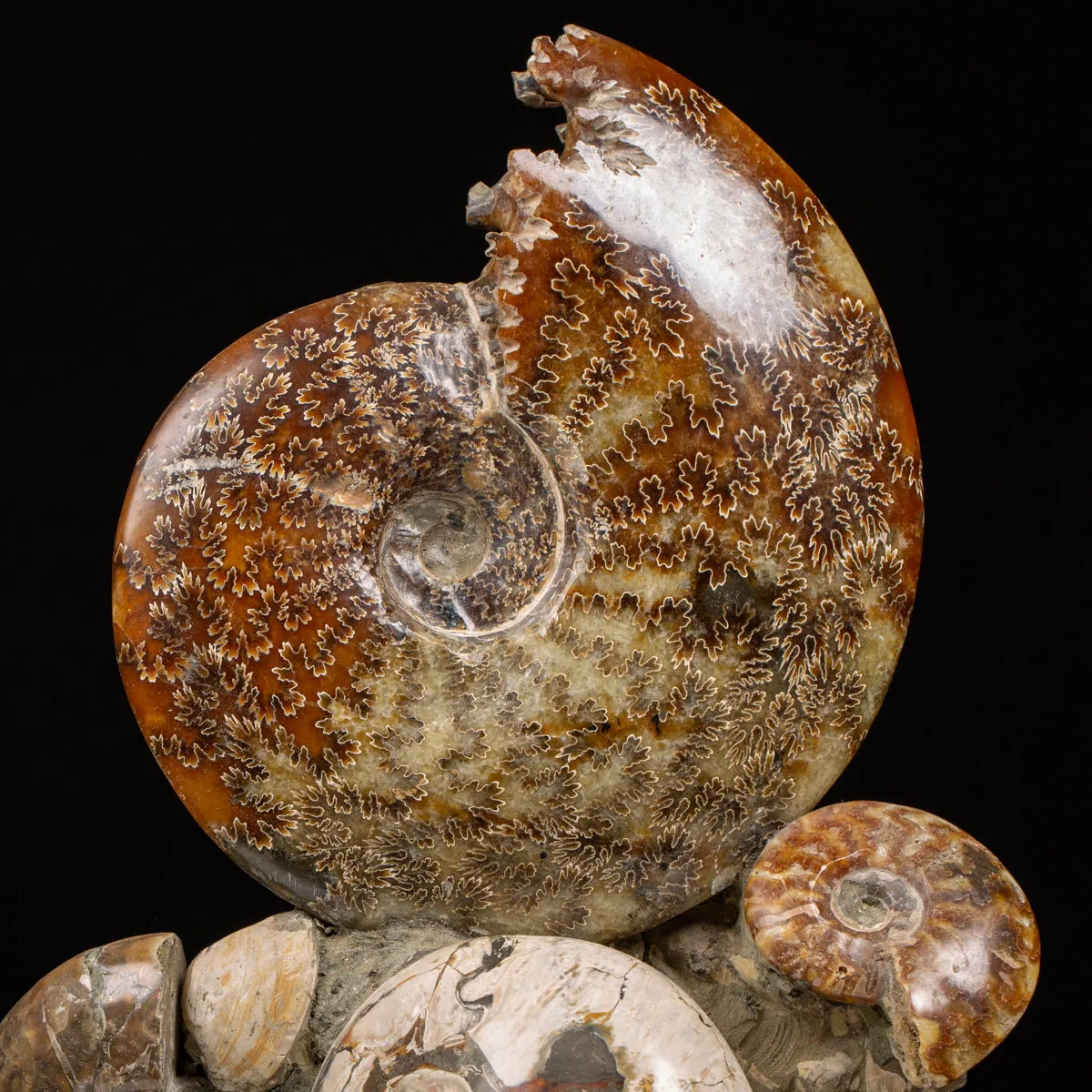 Gruppo di Ammoniti e Nautilus