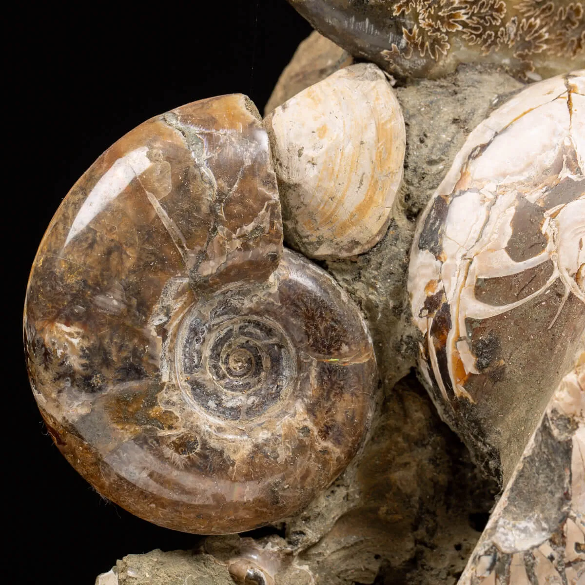 Gruppo di Ammoniti e Nautilus
