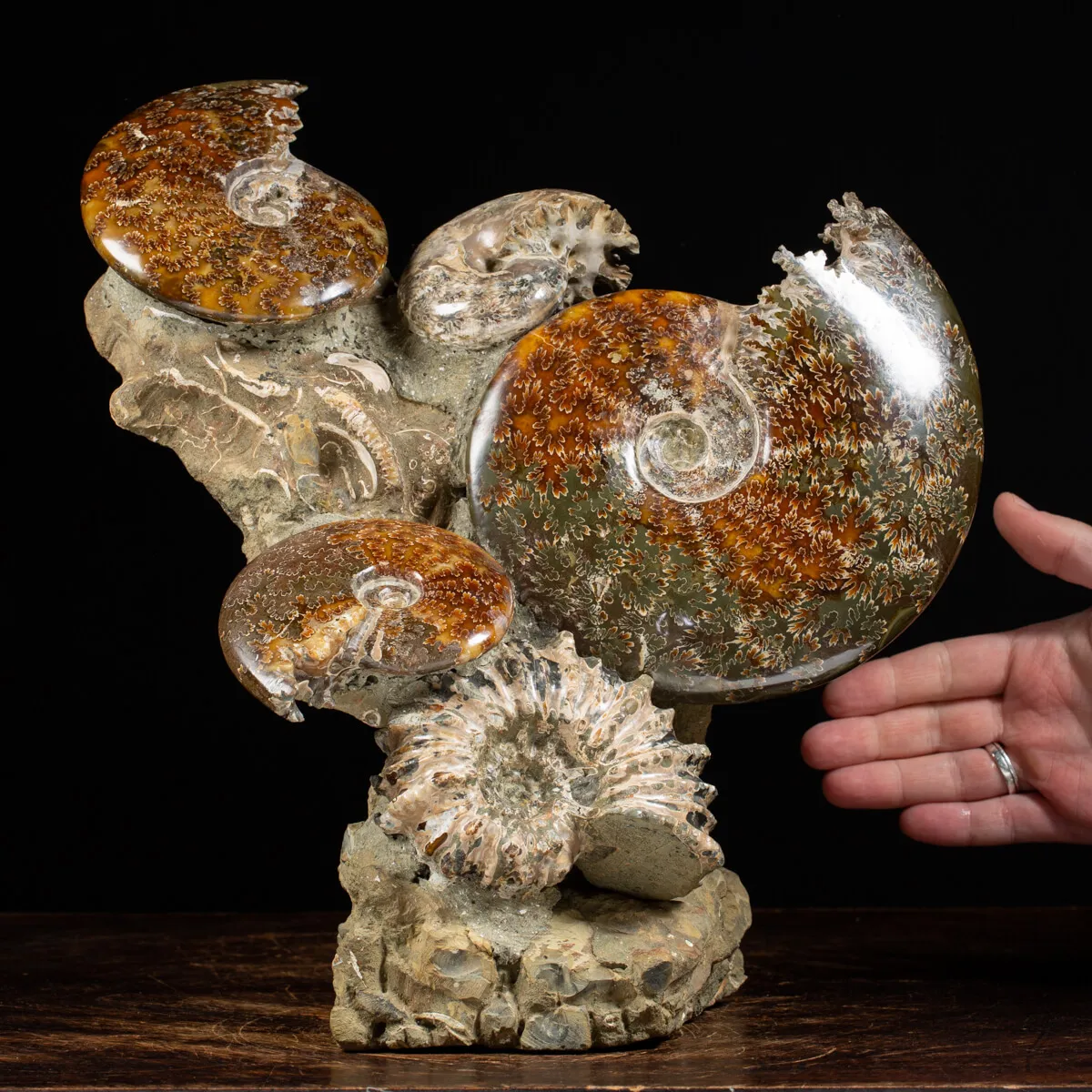 Gruppo di Ammoniti e Nautilus