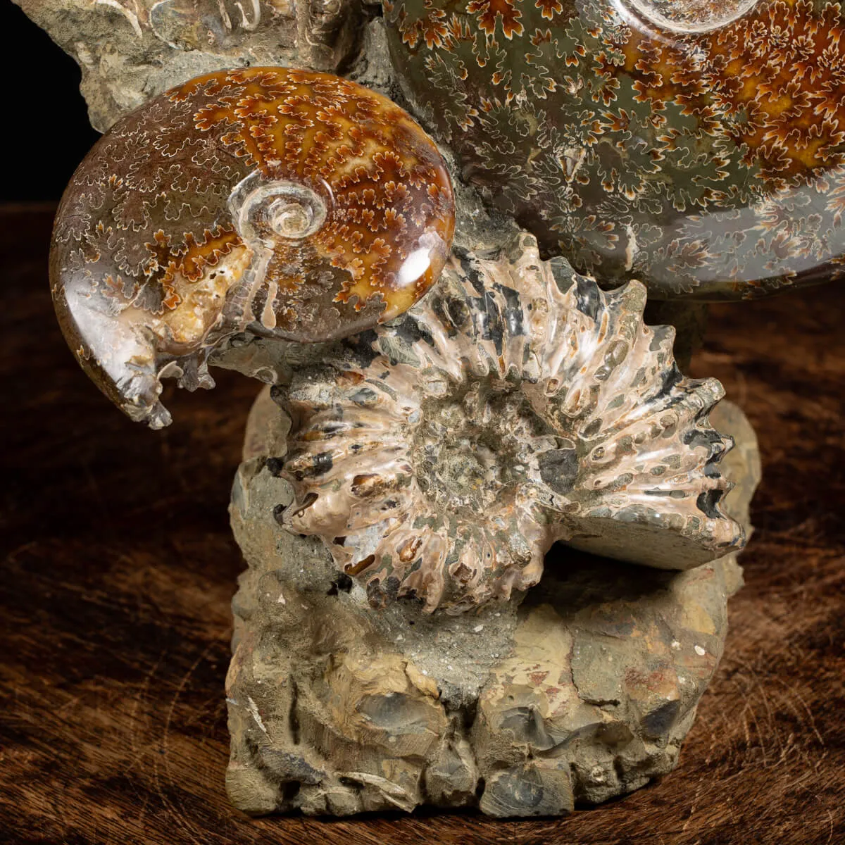 Gruppo di Ammoniti e Nautilus