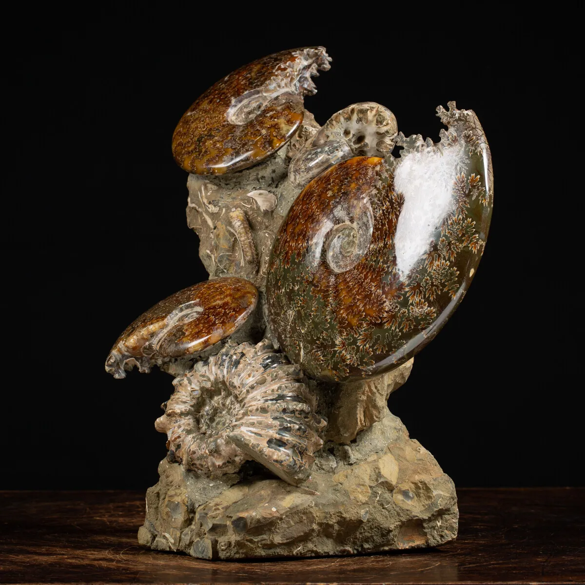 Gruppo di Ammoniti e Nautilus