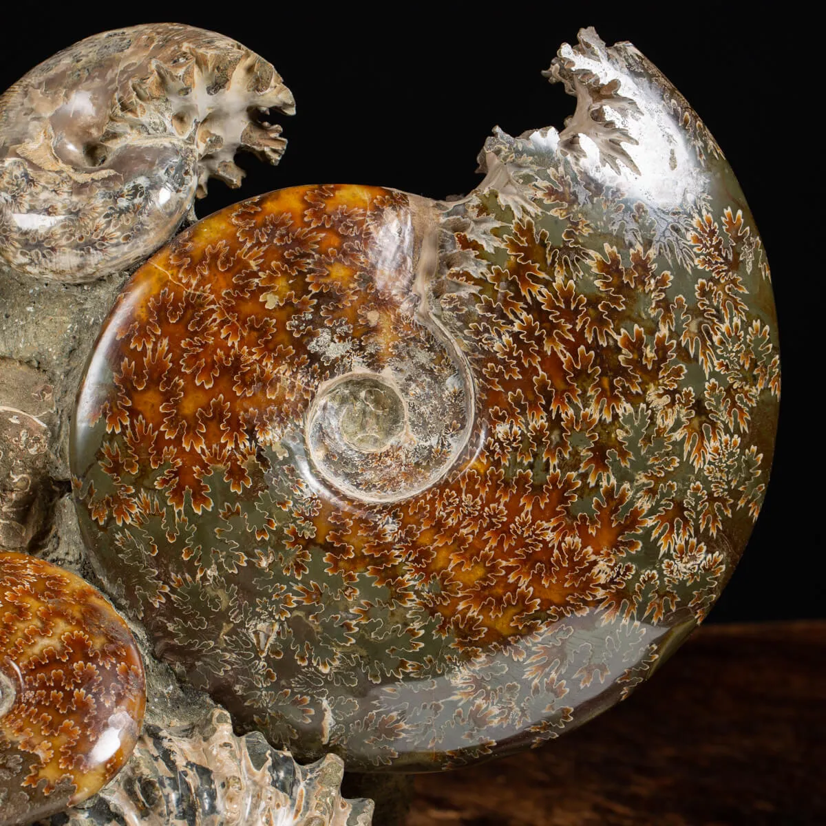Gruppo di Ammoniti e Nautilus