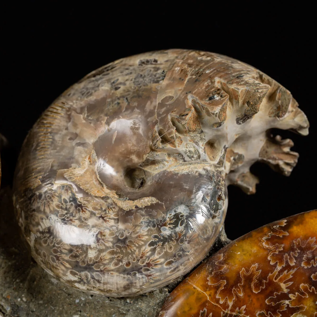 Gruppo di Ammoniti e Nautilus
