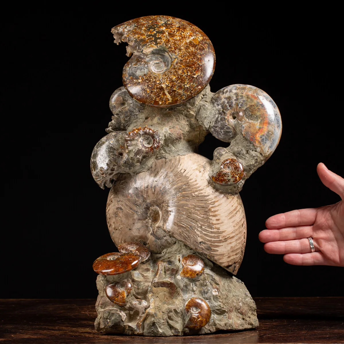 Gruppo di Ammoniti e Nautilus