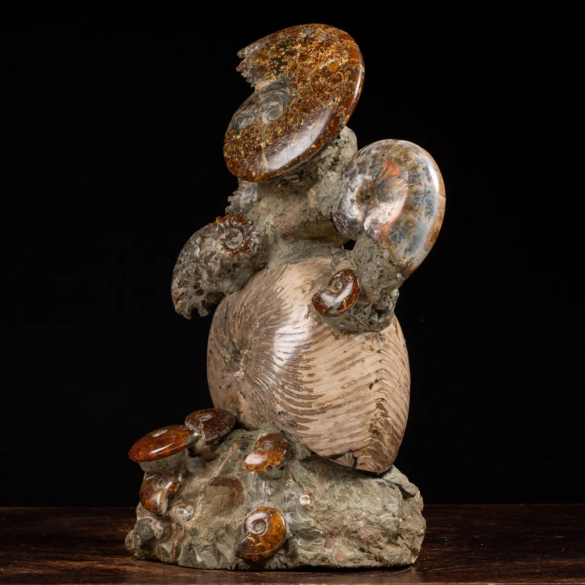 Gruppo di Ammoniti e Nautilus