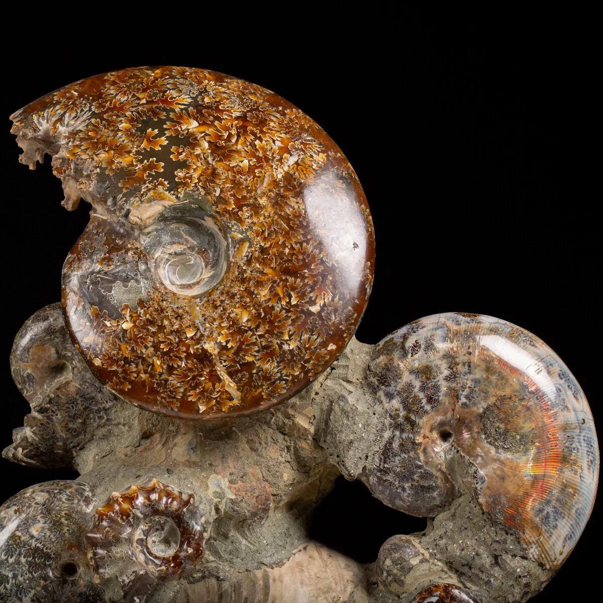 Gruppo di Ammoniti e Nautilus