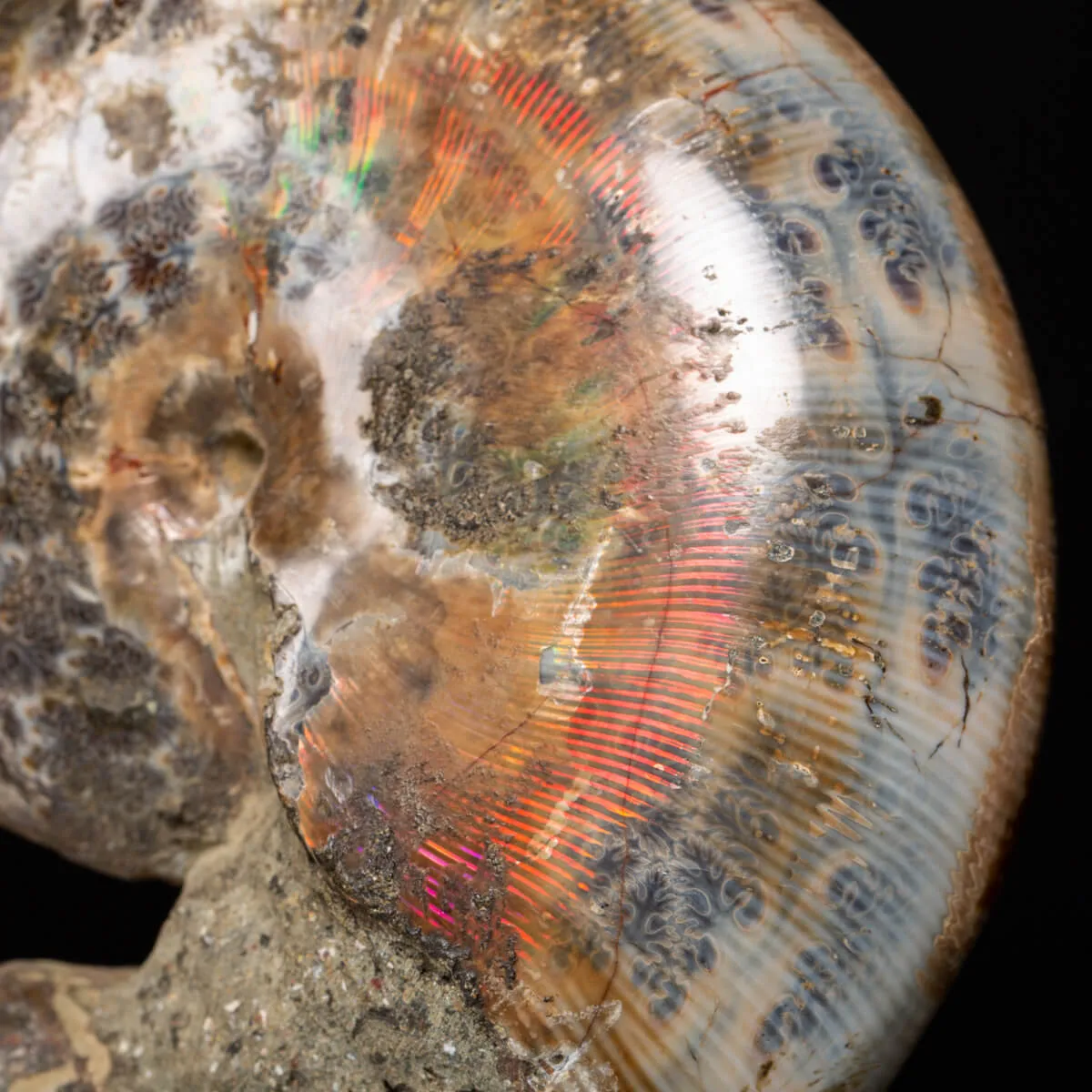 Gruppo di Ammoniti e Nautilus