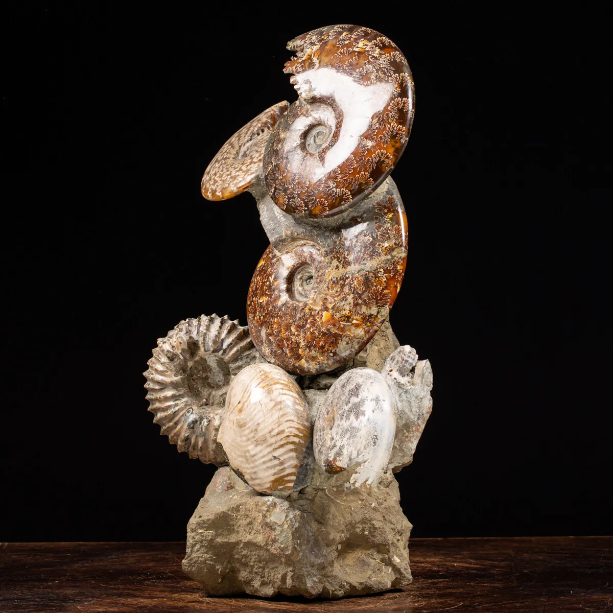 Gruppo di Ammoniti e Nautilus