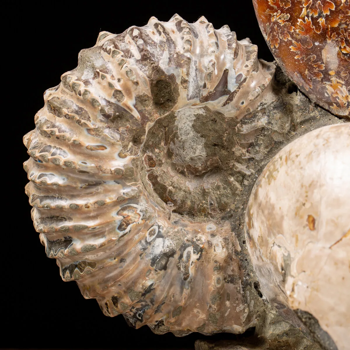 Gruppo di Ammoniti e Nautilus
