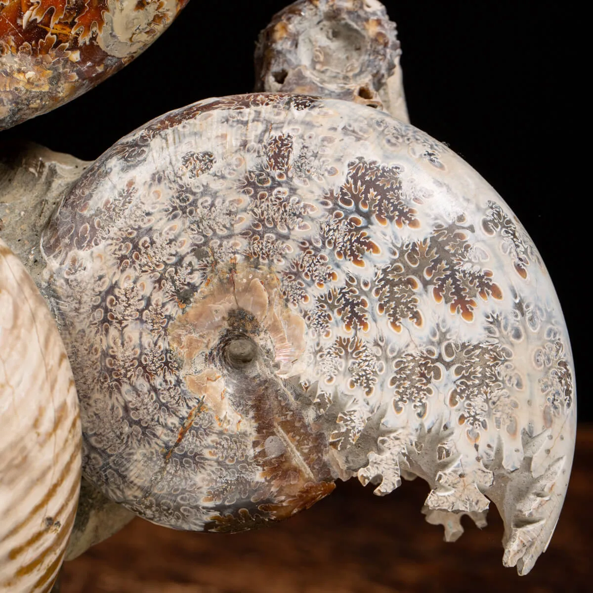 Gruppo di Ammoniti e Nautilus