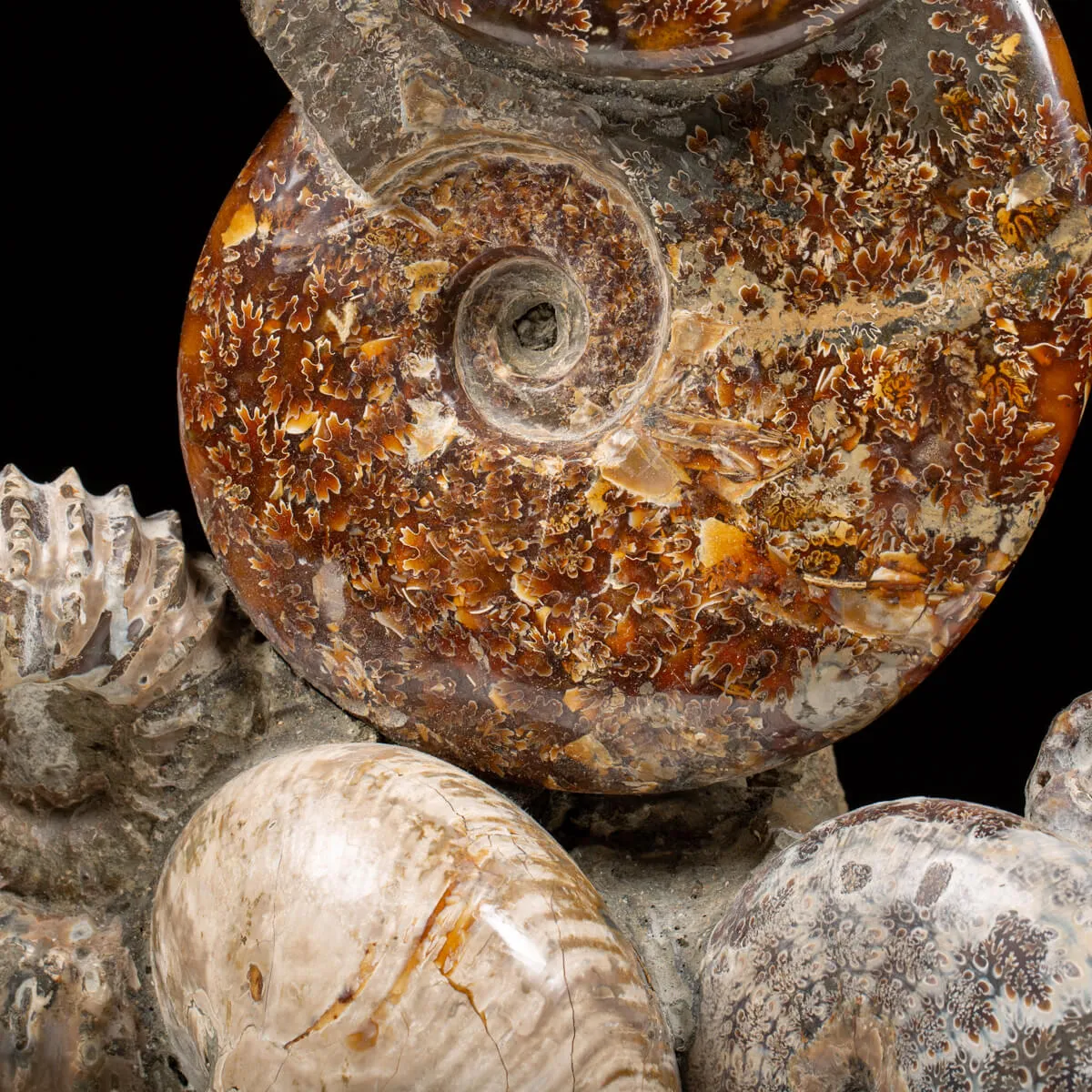Gruppo di Ammoniti e Nautilus