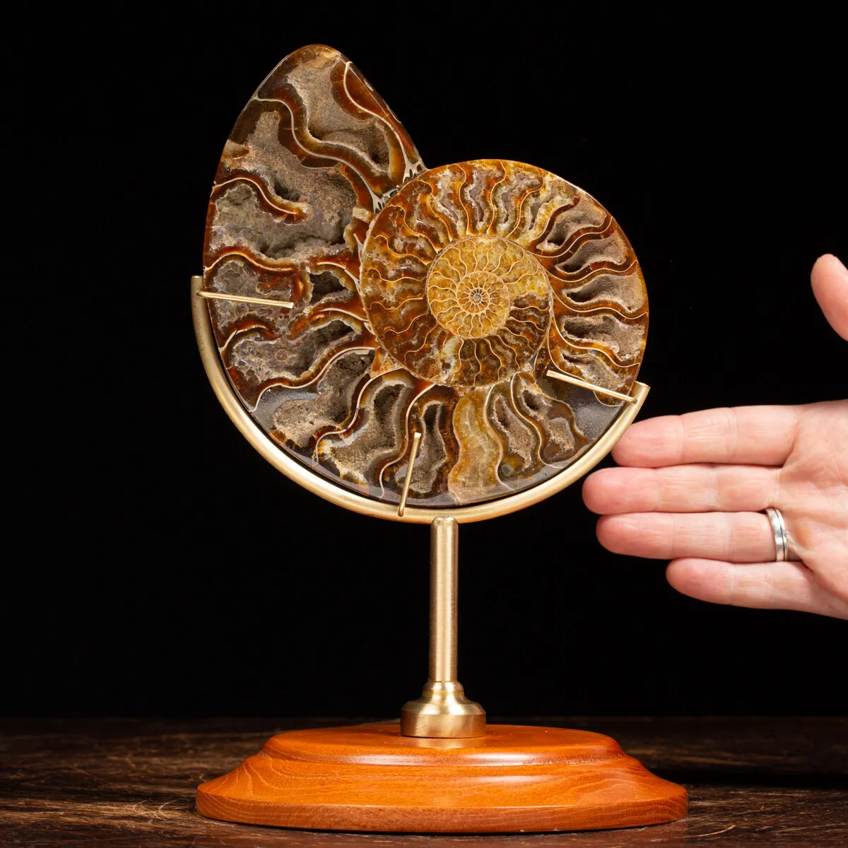 Ammonite Cleoniceras su Piedistallo