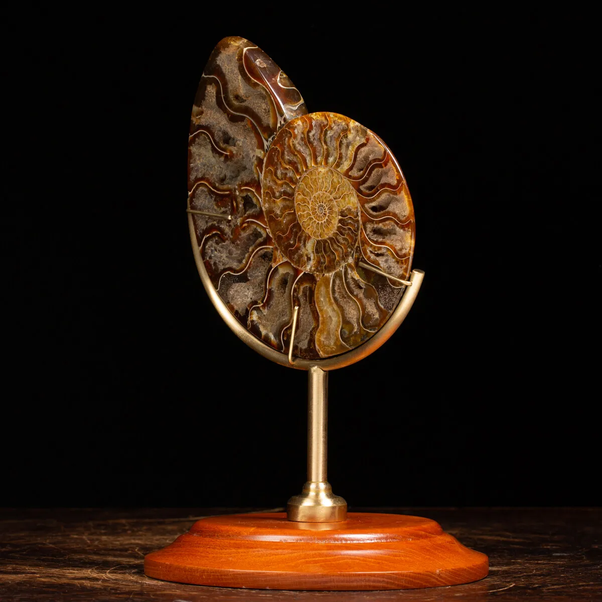 Ammonite Cleoniceras su Piedistallo