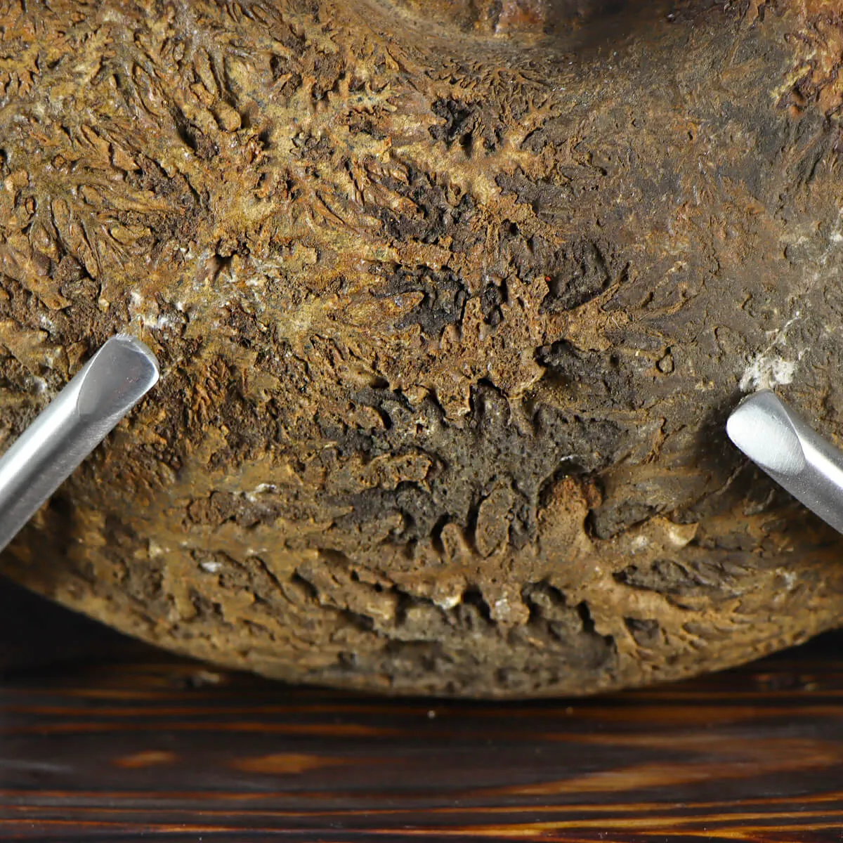 Ammonite Phylloceras