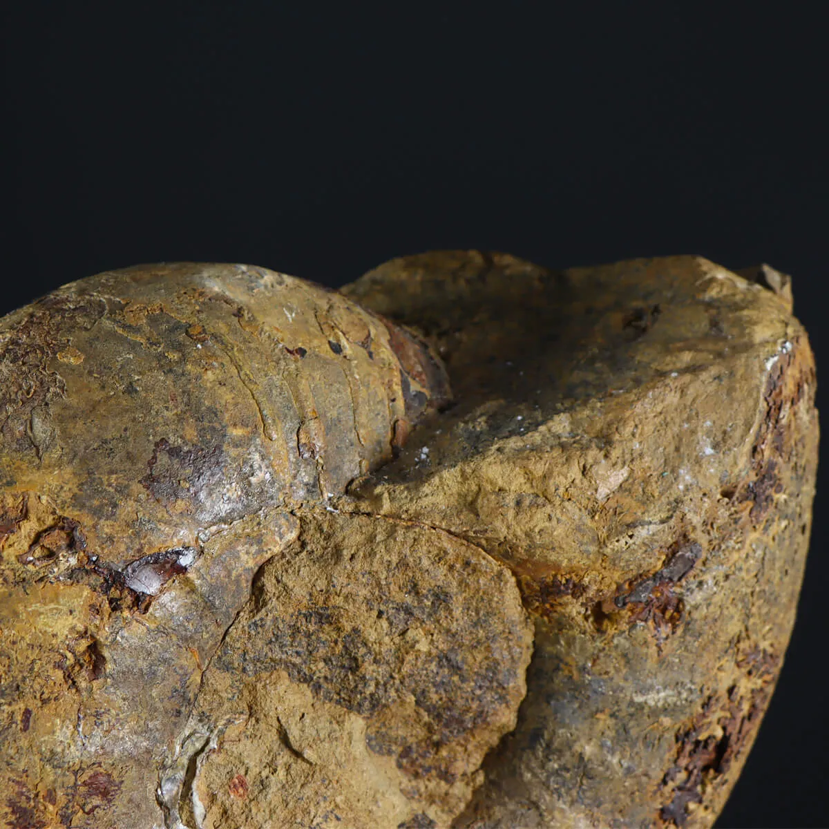 Ammonite Phylloceras