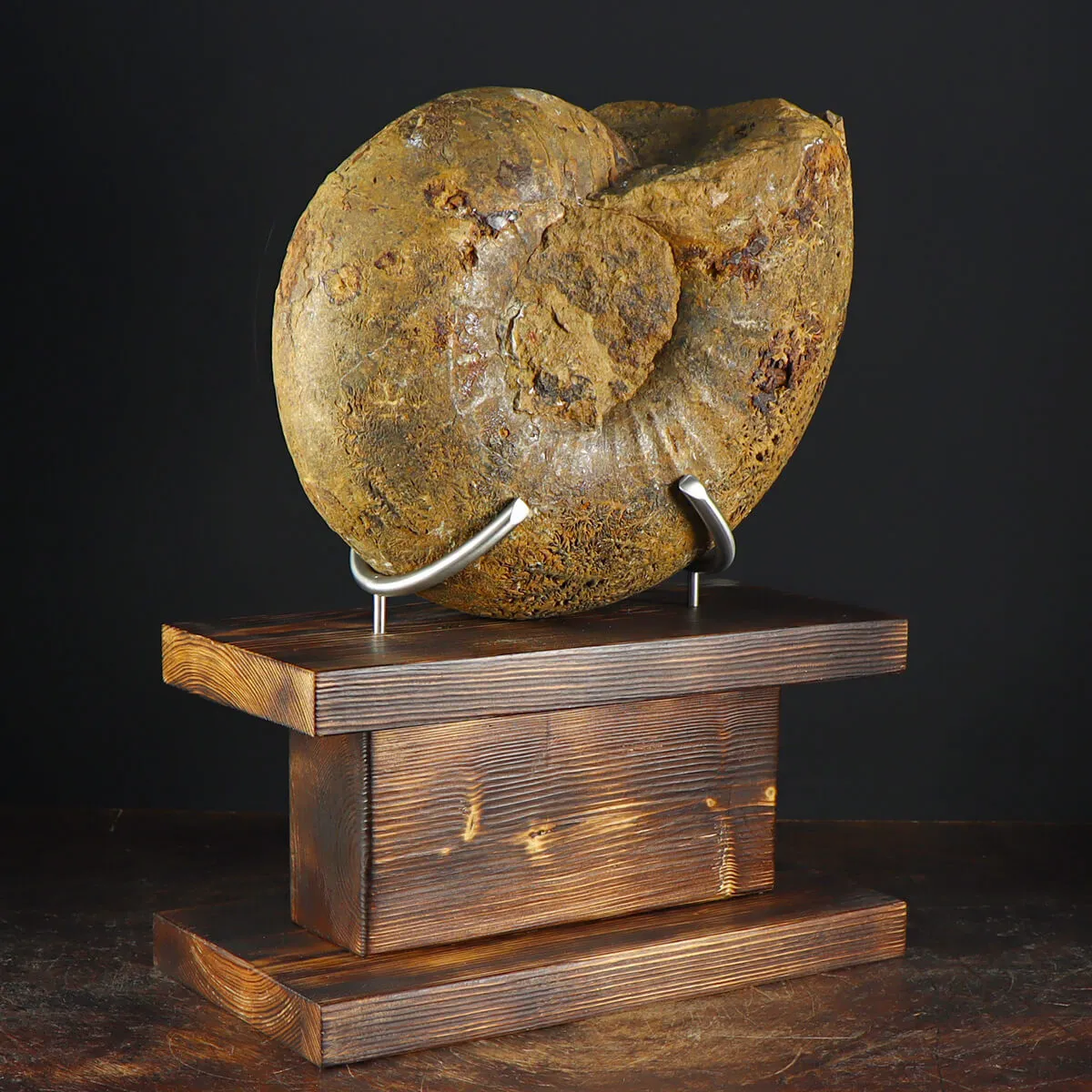 Ammonite Phylloceras