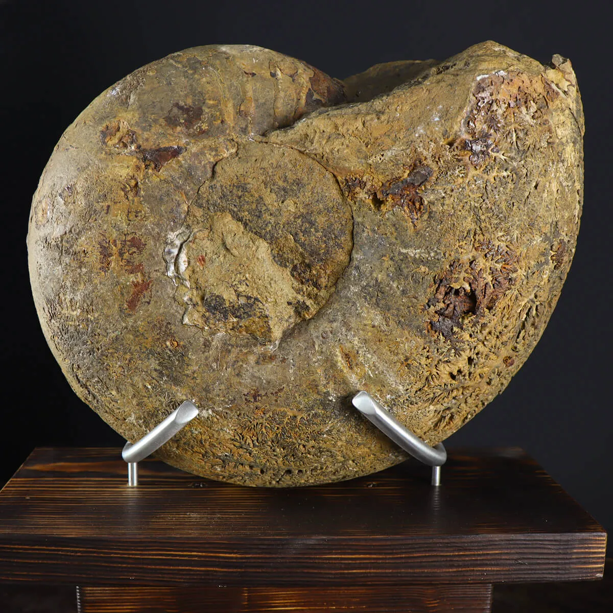 Ammonite Phylloceras