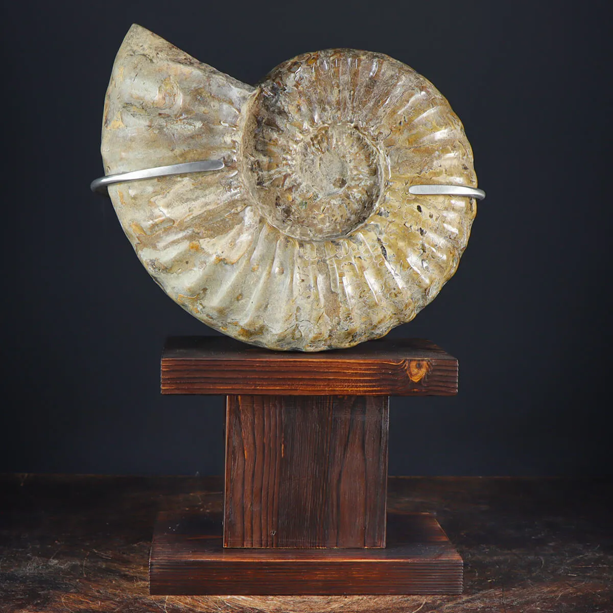 Ammonite Douvilleiceras