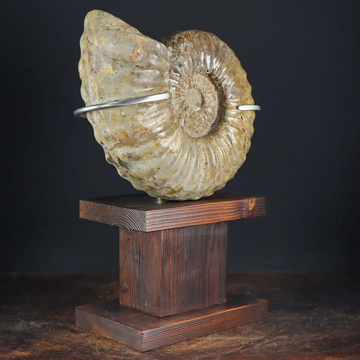 Ammonite Douvilleiceras