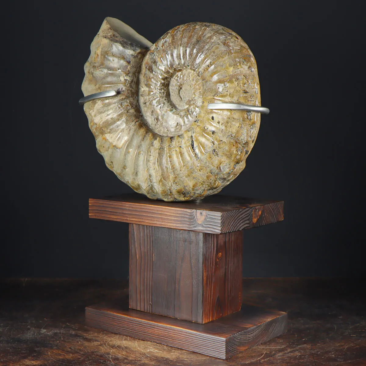 Ammonite Douvilleiceras