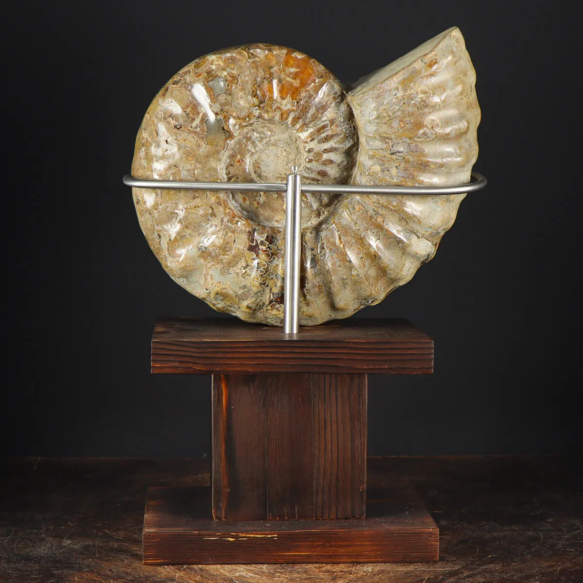 Ammonite Douvilleiceras