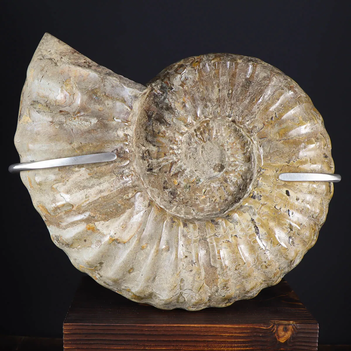 Ammonite Douvilleiceras