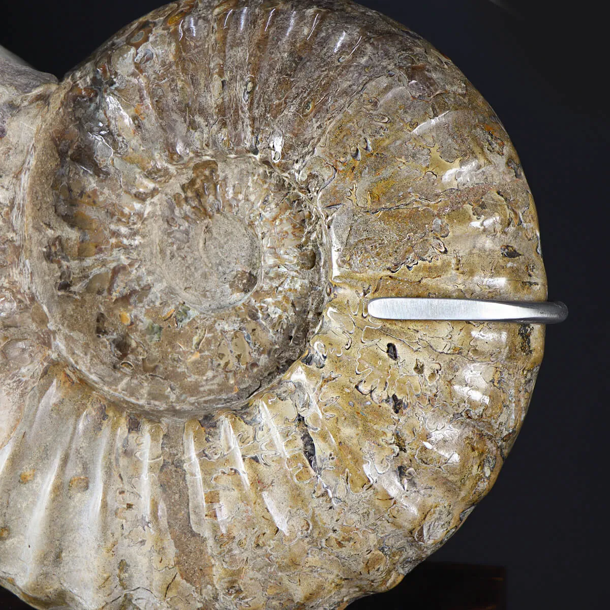 Ammonite Douvilleiceras