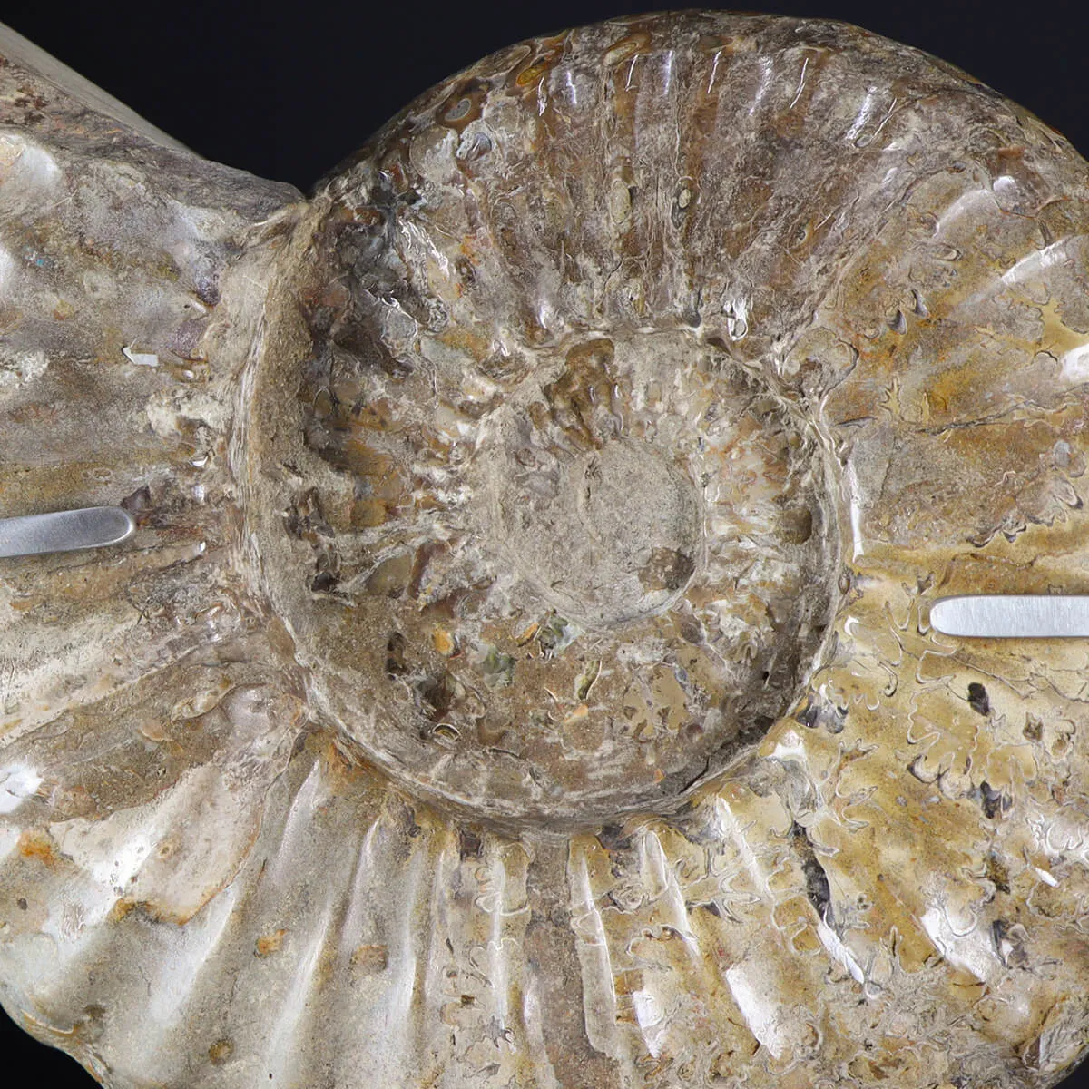 Ammonite Douvilleiceras