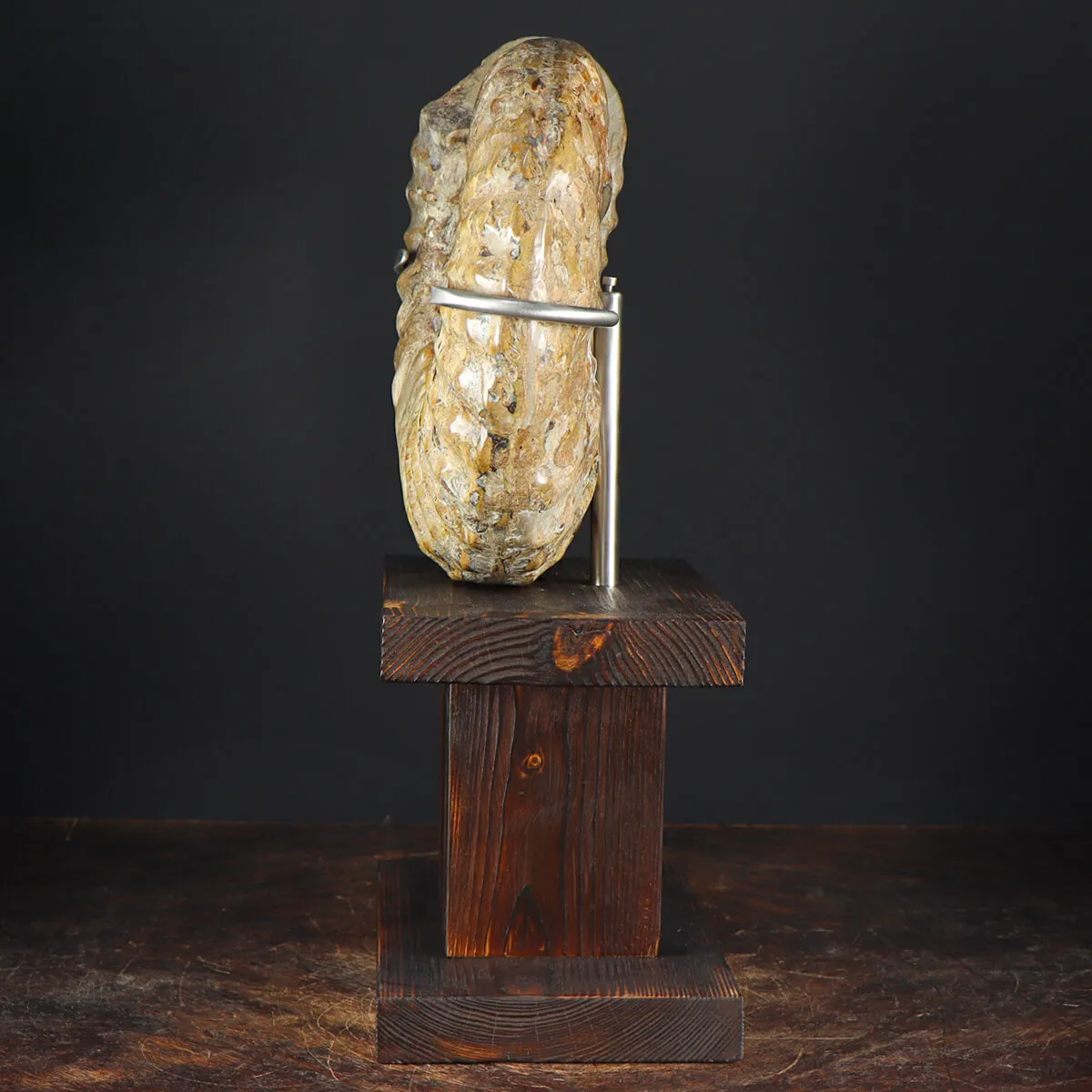 Ammonite Douvilleiceras