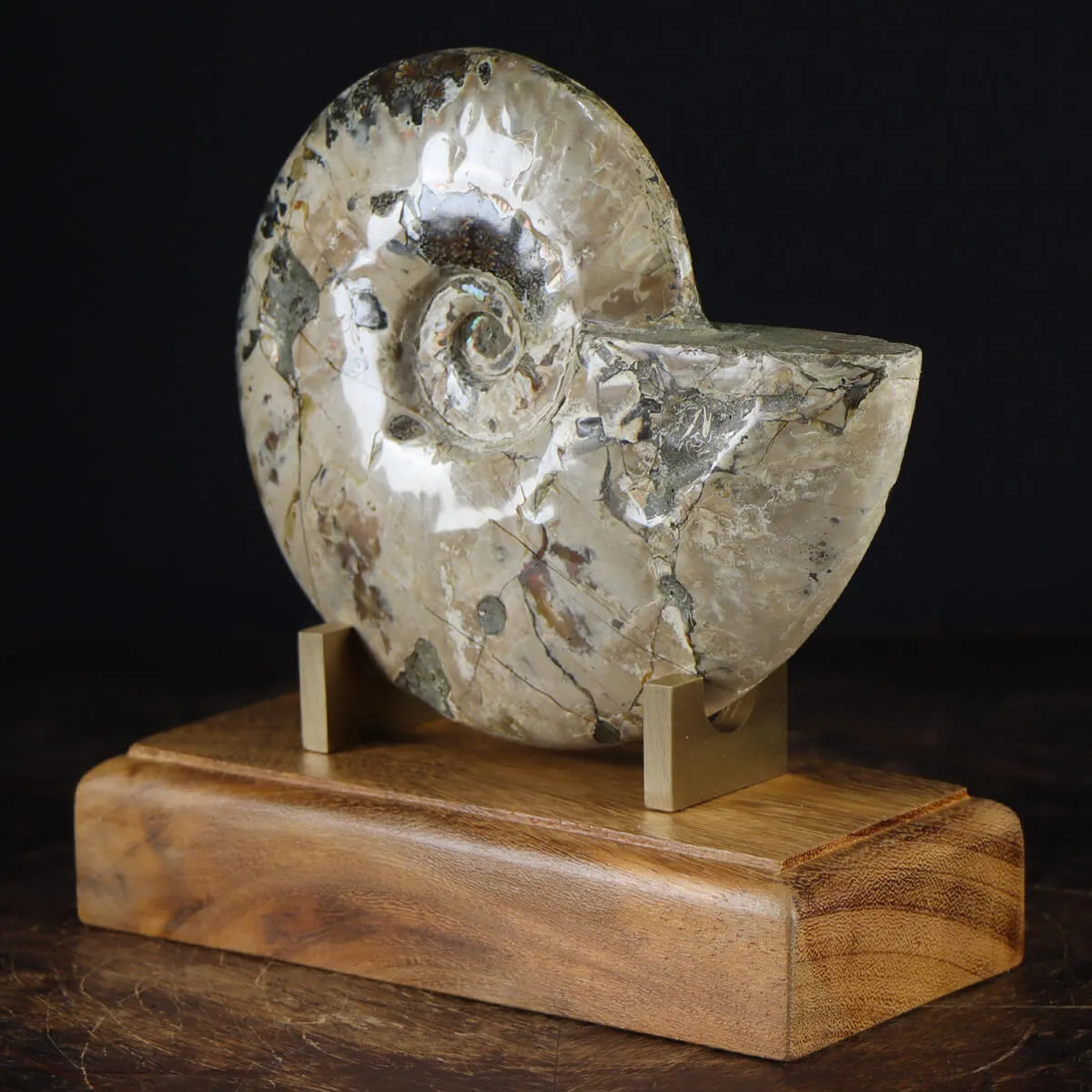 Ammonite Cleoniceras