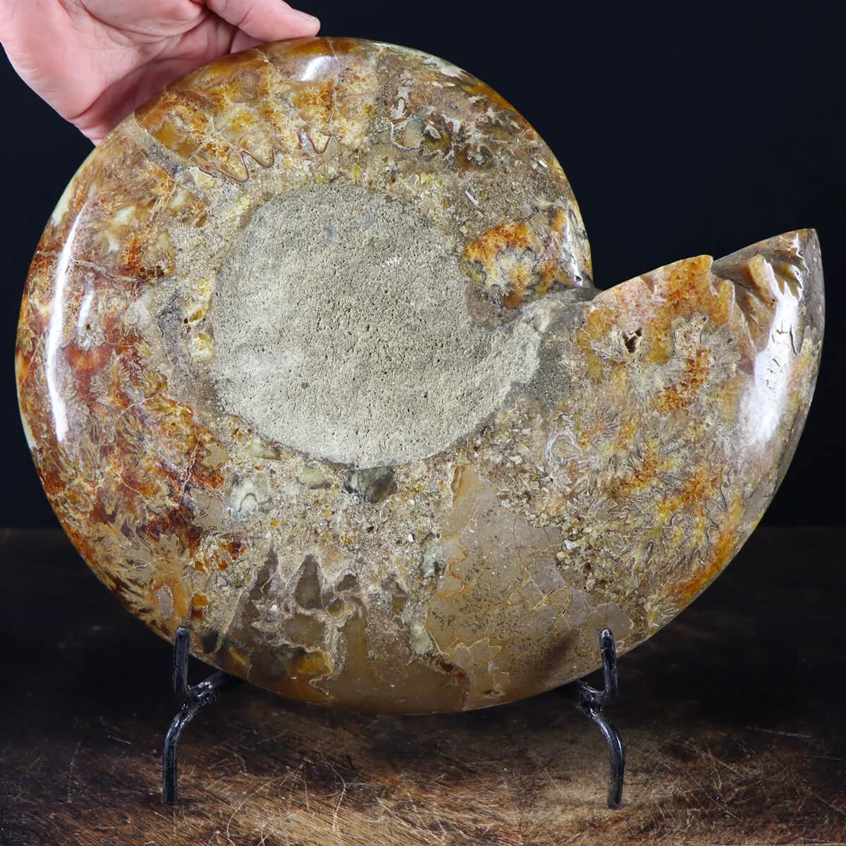 Ammonite Cleoniceras
