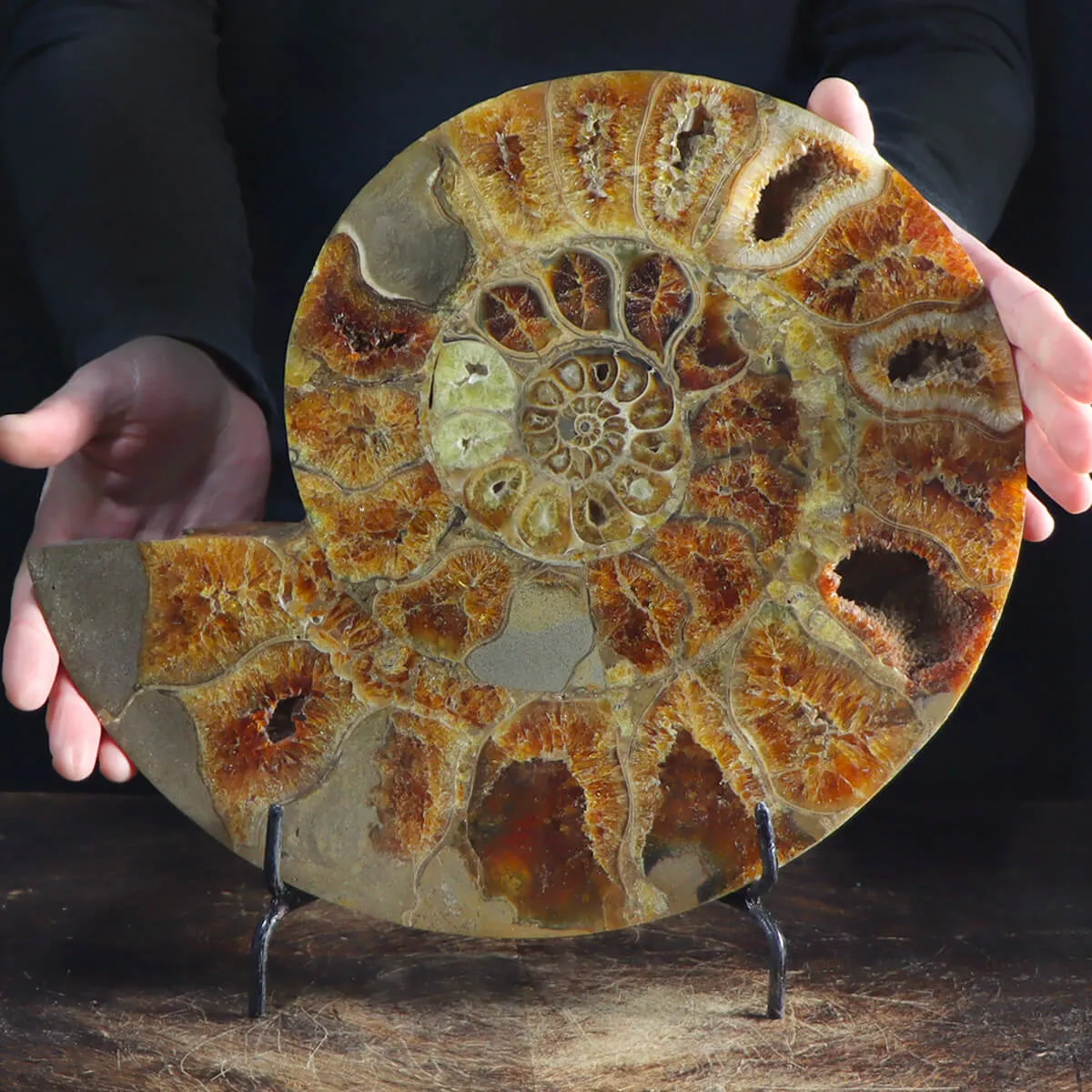Ammonite Cleoniceras
