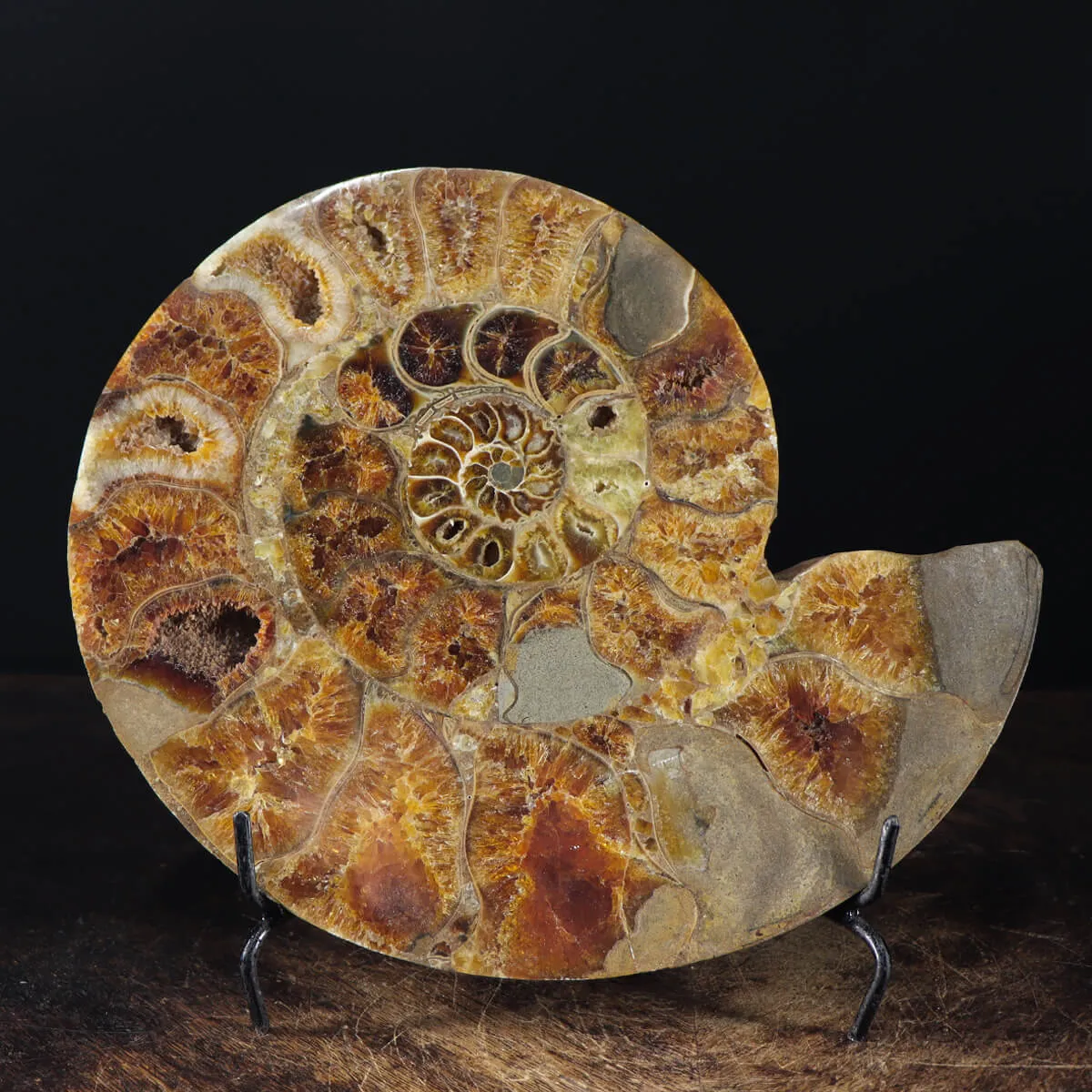 Ammonite Cleoniceras