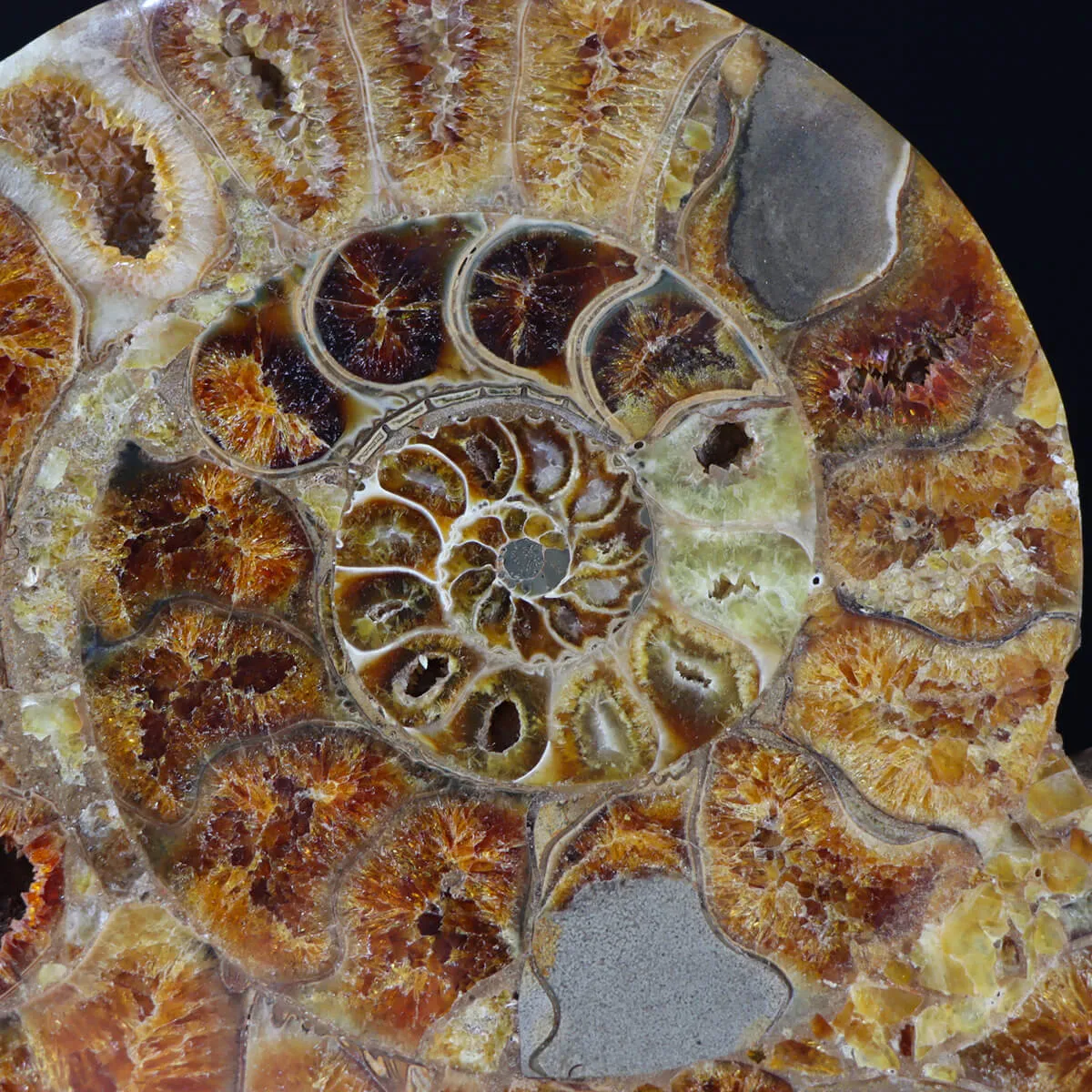 Ammonite Cleoniceras