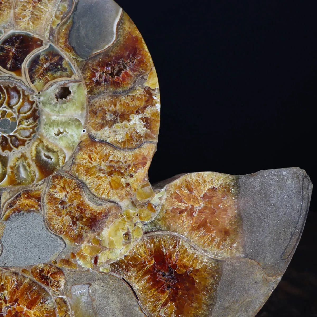 Ammonite Cleoniceras