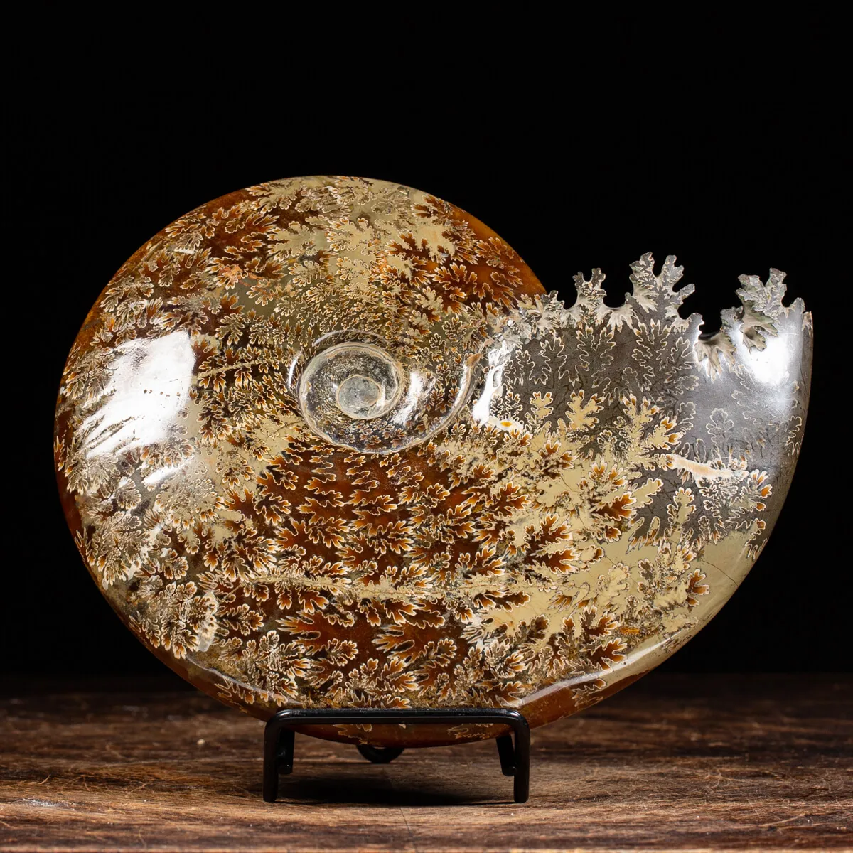 Ammonite Cleoniceras