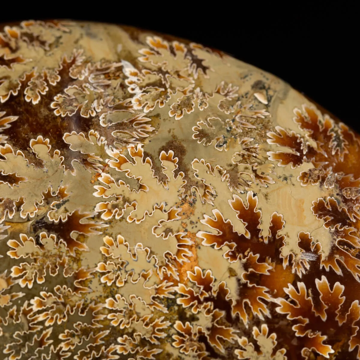 Ammonite Cleoniceras
