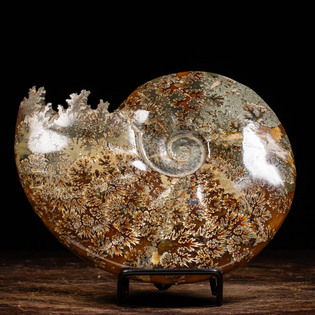 Ammonite Cleoniceras
