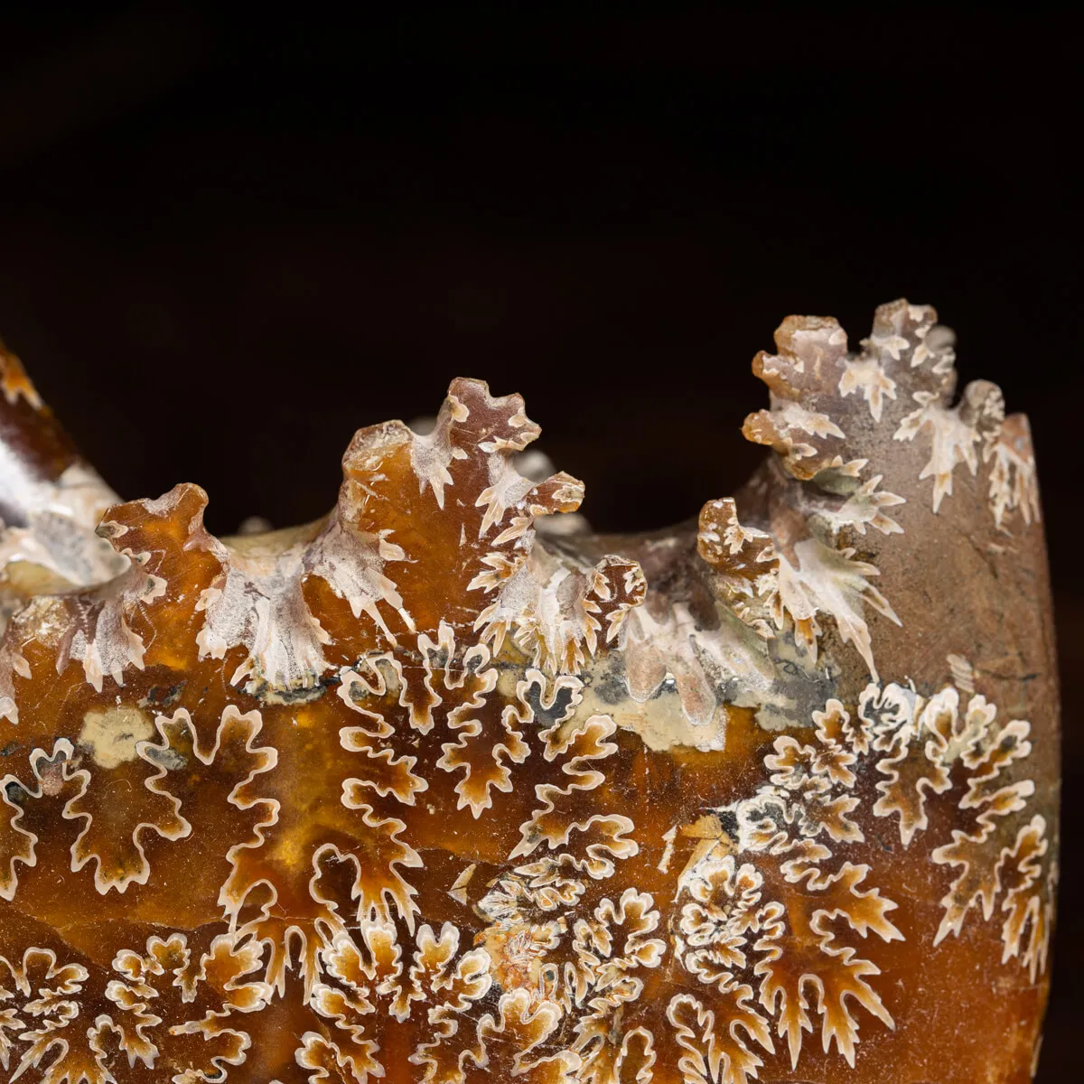 Ammonite Cleoniceras