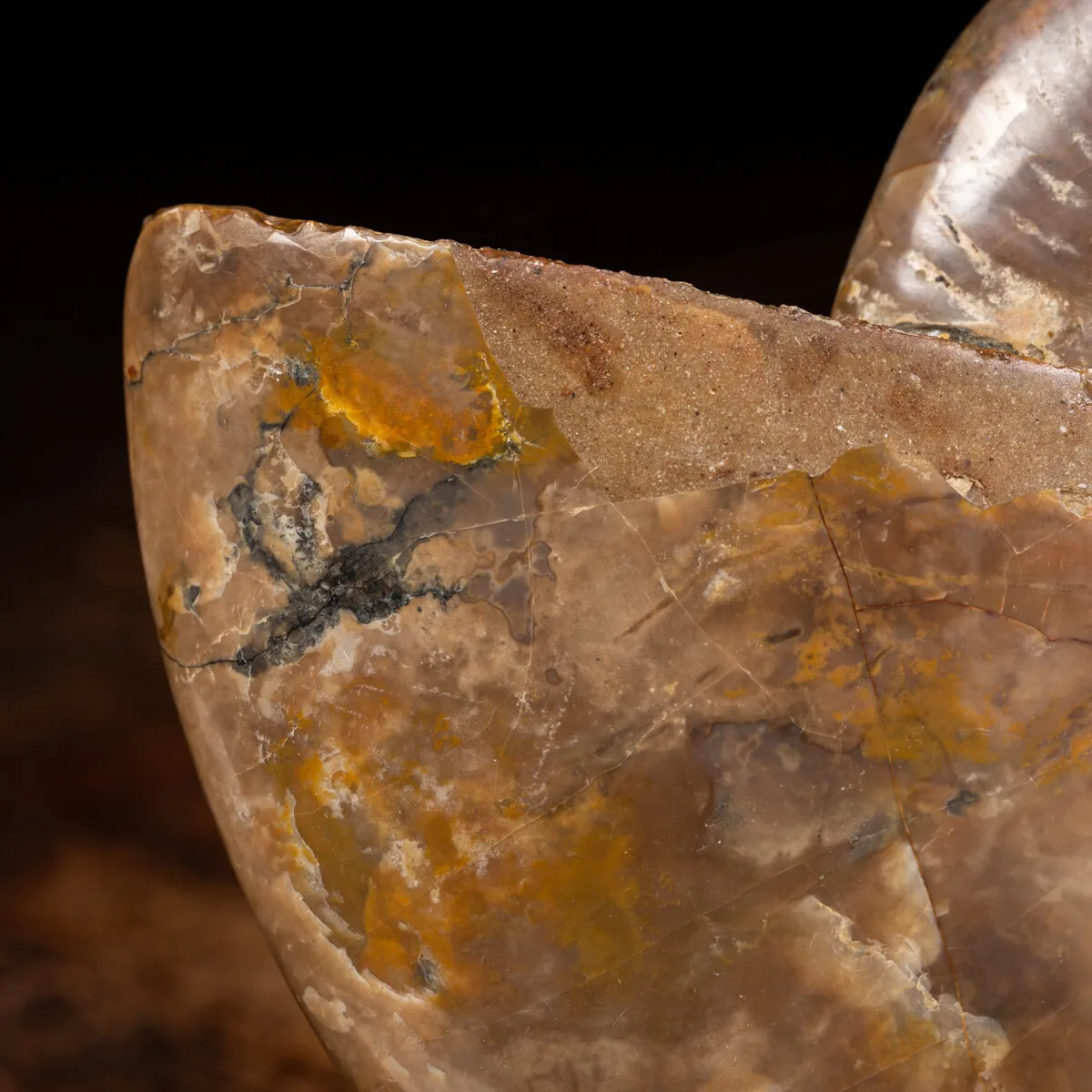 Ammonite Cleoniceras