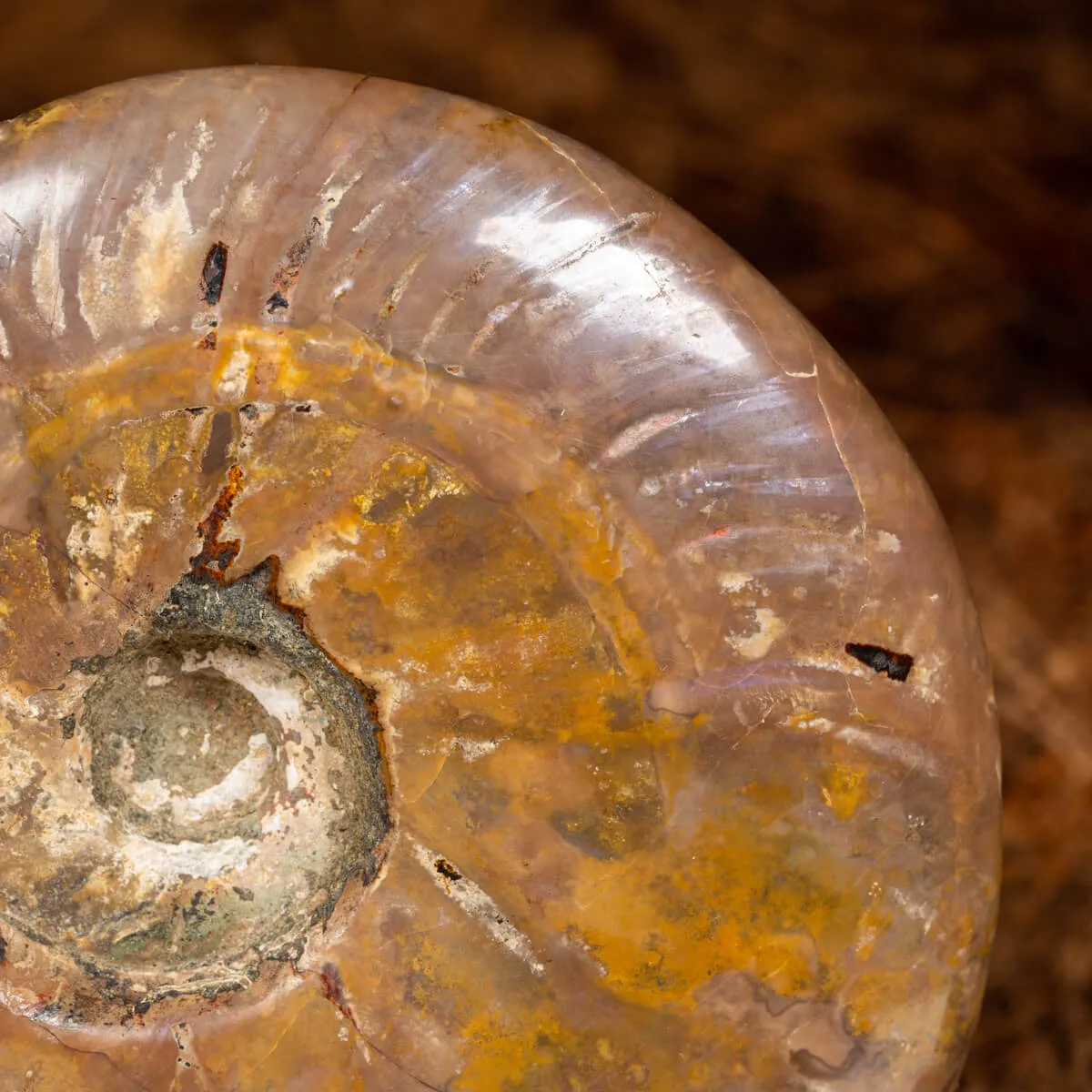 Ammonite Cleoniceras