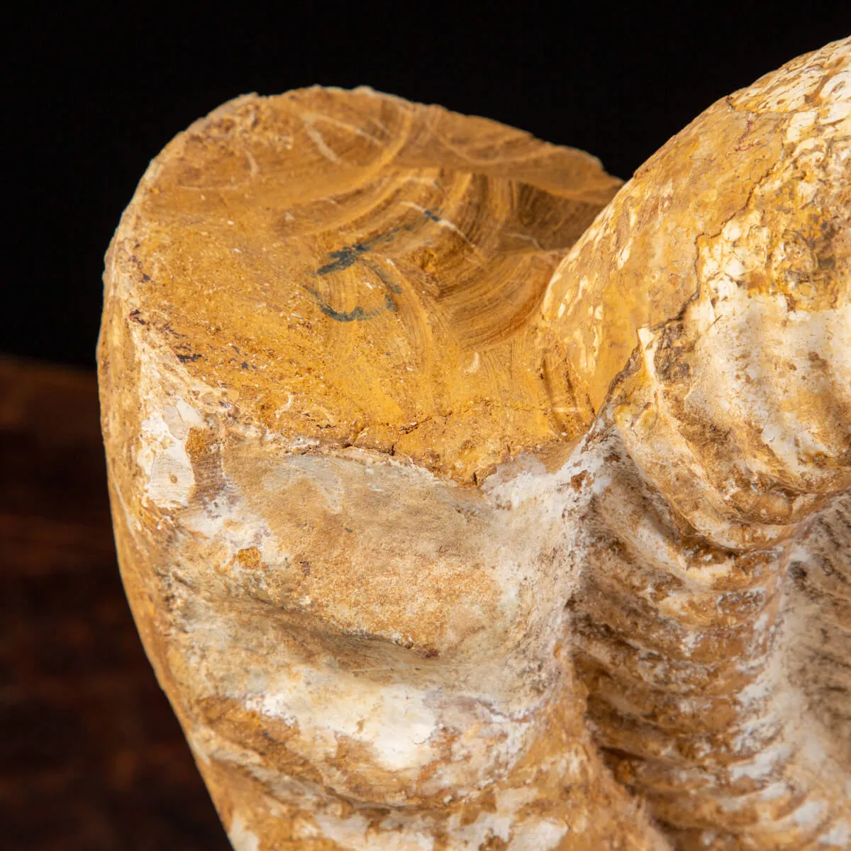 Ammonite Douvilleiceras
