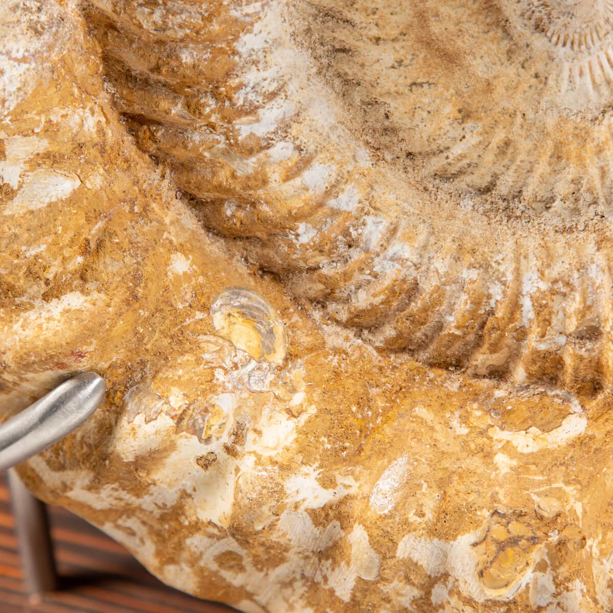 Ammonite Douvilleiceras