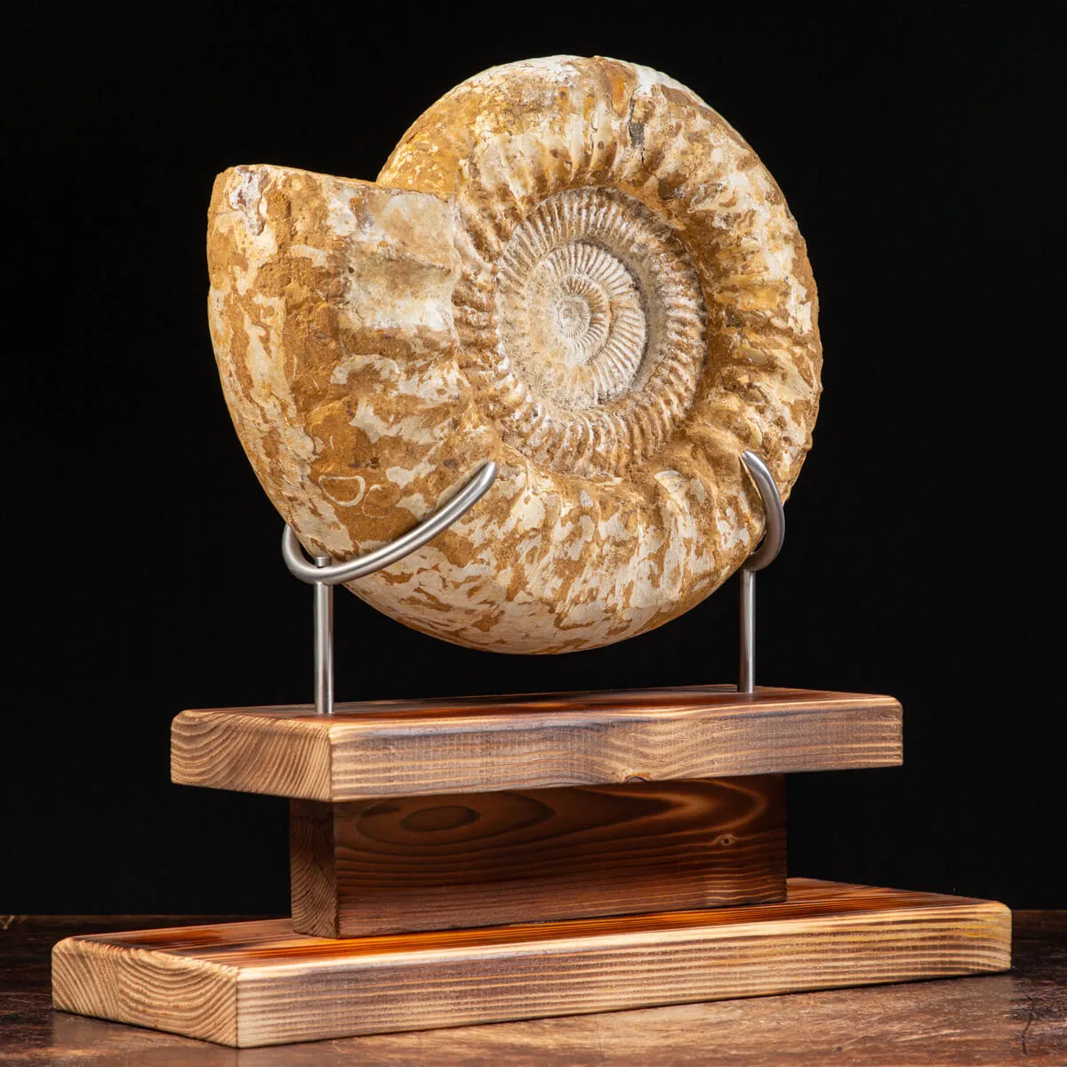 Ammonite Douvilleiceras