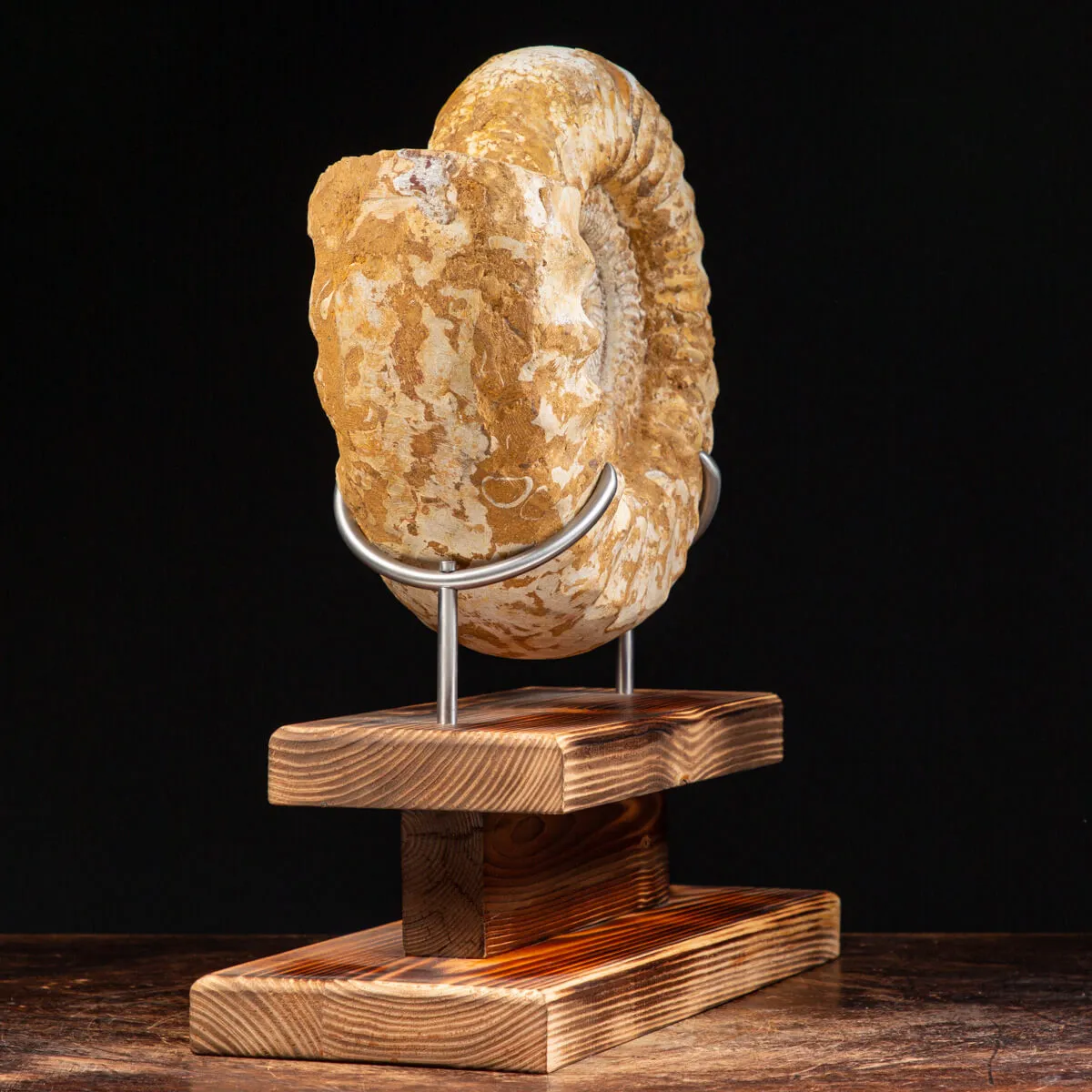 Ammonite Douvilleiceras
