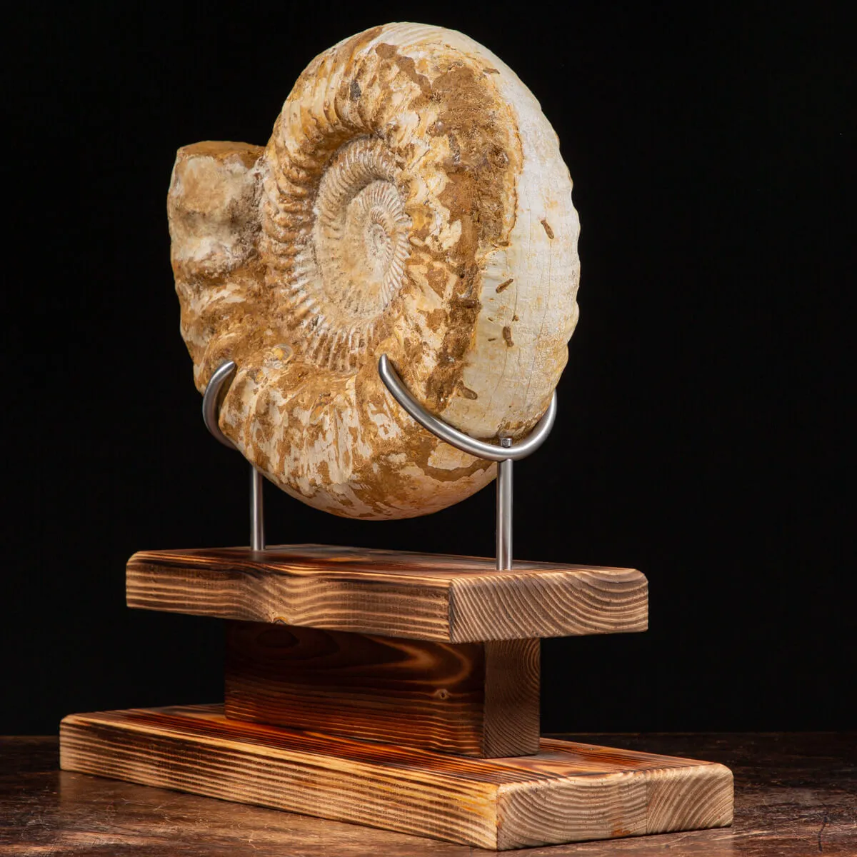 Ammonite Douvilleiceras