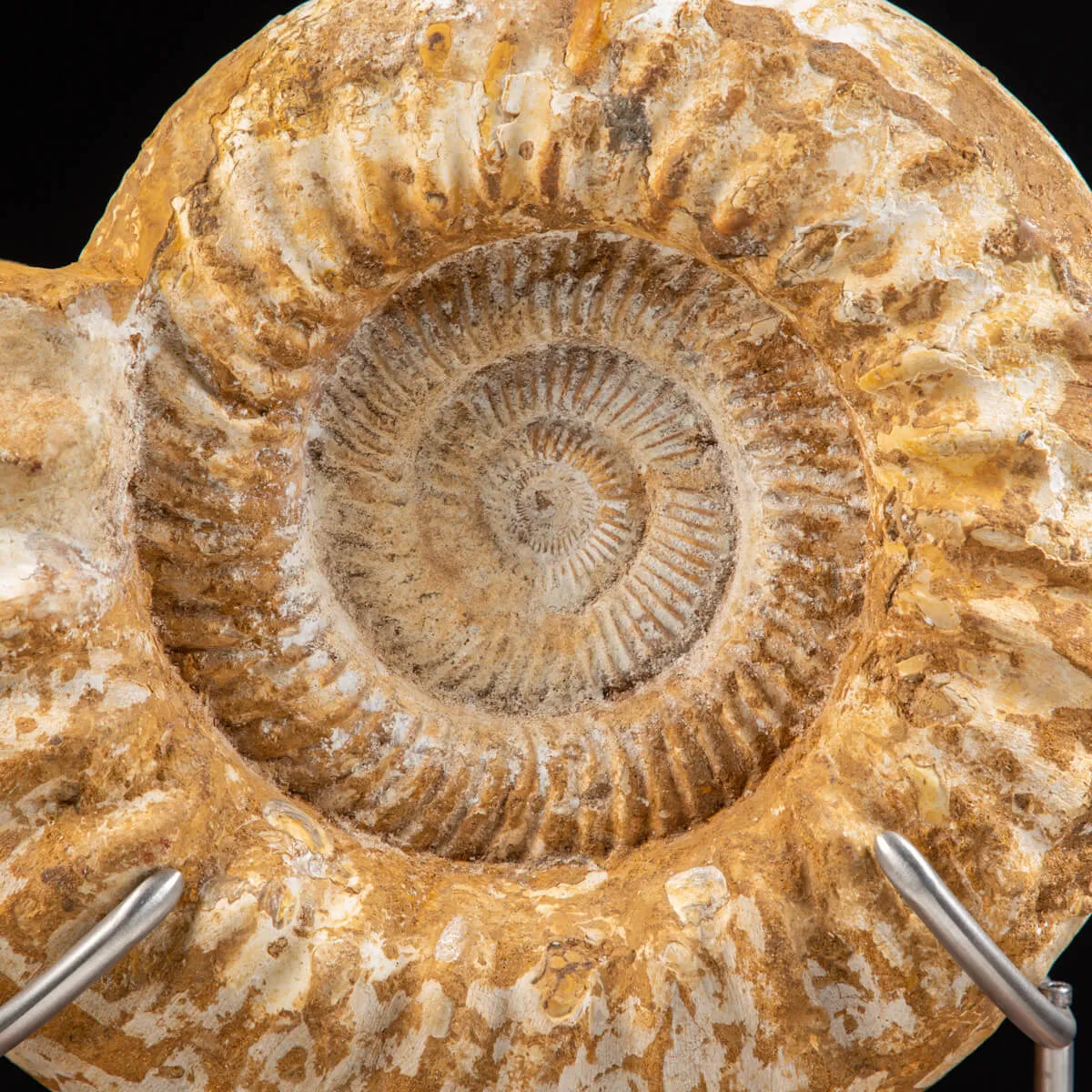 Ammonite Douvilleiceras