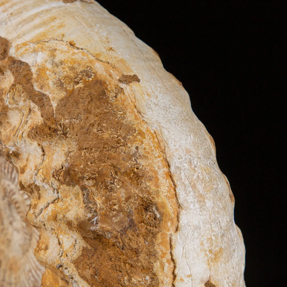 Ammonite Douvilleiceras