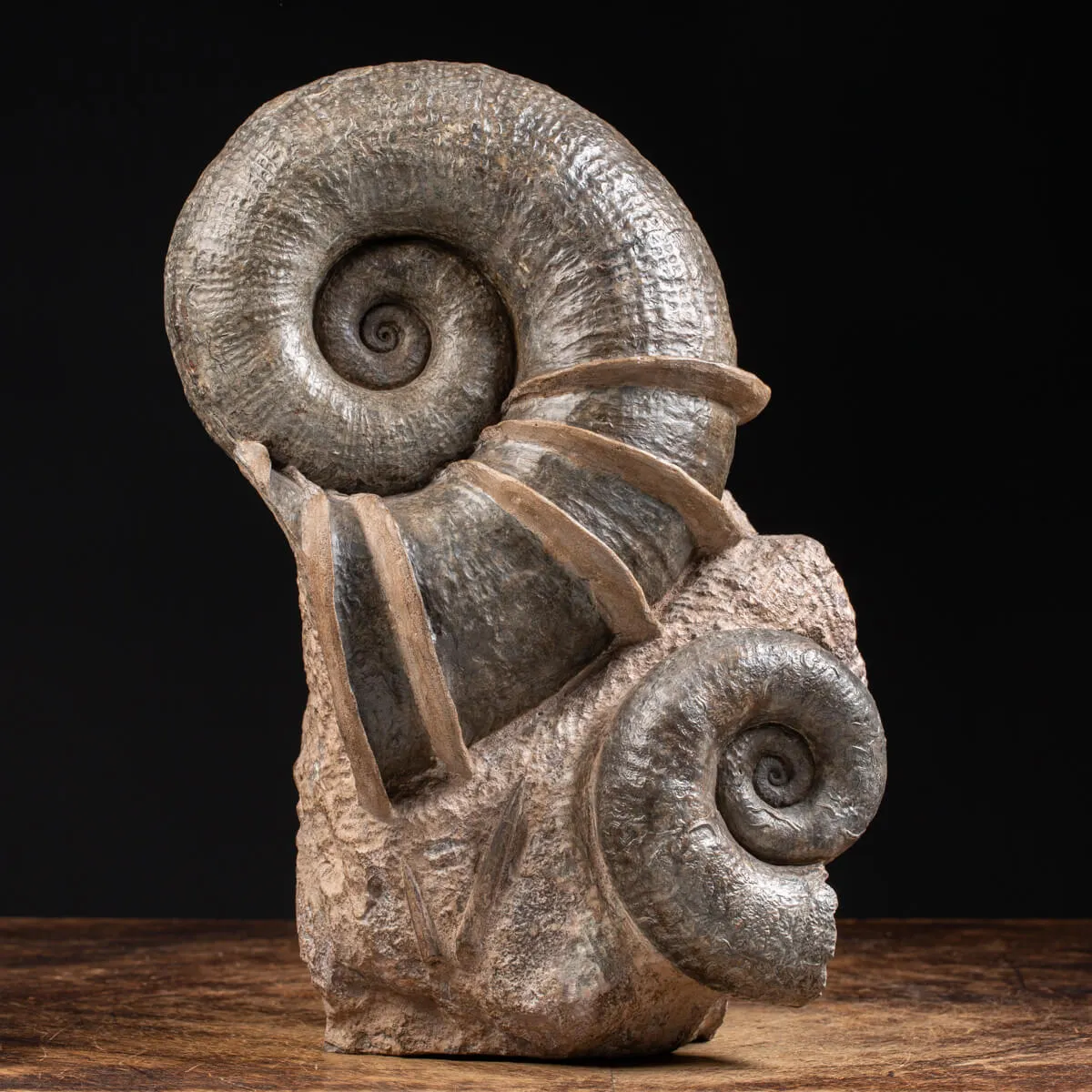Ammonite Lytoceras Fimbriatum